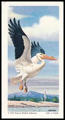39 White Pelican